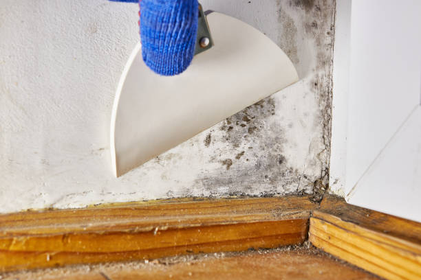 Best Water Damage & Mold Remediation  in Brentwood, CA