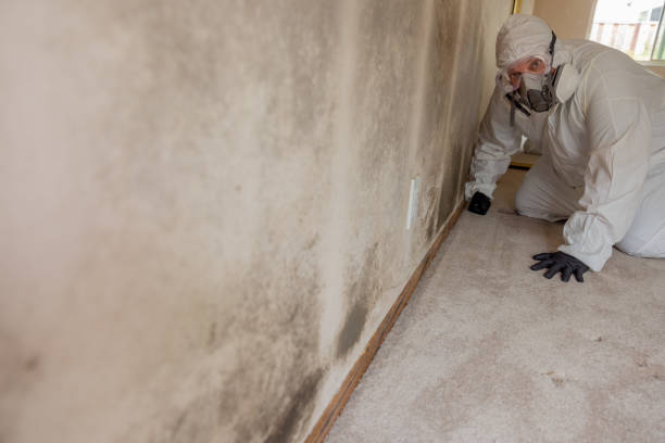 Best Air Quality Testing for Mold Spores  in Brentwood, CA